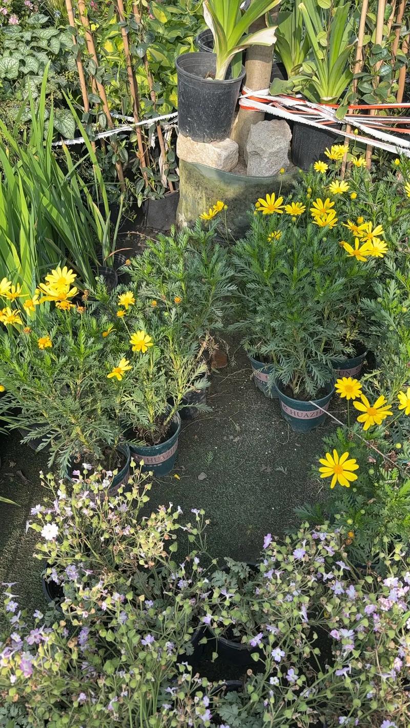 園林綠化工程苗木人 #全網(wǎng)搜索苗木有緣人 廠房綠化設(shè)計(jì)施工